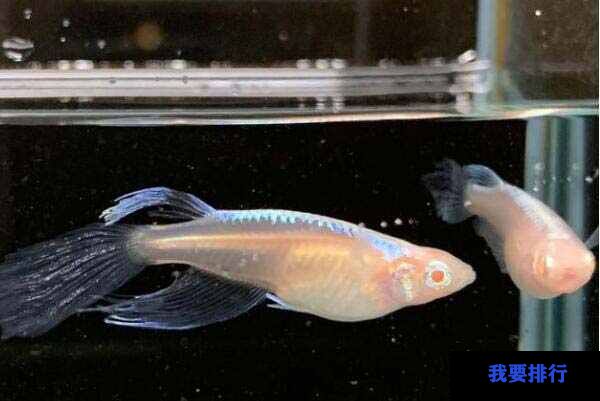 最好養(yǎng)的觀賞魚排行榜_觀賞魚哪種魚最好養(yǎng)_觀賞魚養(yǎng)什么品種好