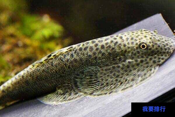 最好養(yǎng)的觀賞魚排行榜_觀賞魚養(yǎng)什么品種好_觀賞魚哪種魚最好養(yǎng)