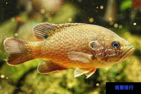 觀賞魚養(yǎng)什么品種好_最好養(yǎng)的觀賞魚排行榜_觀賞魚哪種魚最好養(yǎng)
