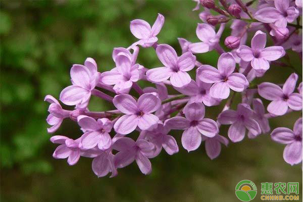 丁香花種植方法和時間