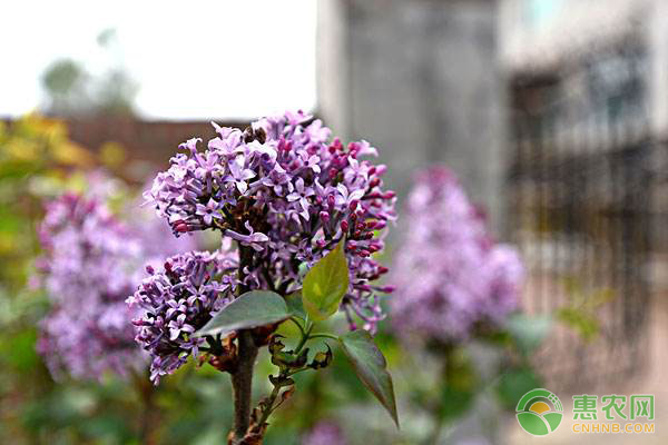 丁香花種植方法和時間-圖片版權歸惠農網所有