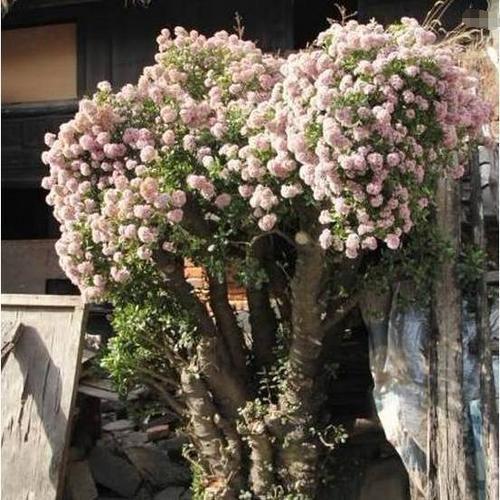 玉樹開花有何寓意和兆頭_玉樹開花有何寓意和兆頭_玉樹開花有何寓意和兆頭