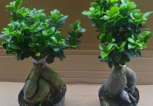 適合室內養的植物