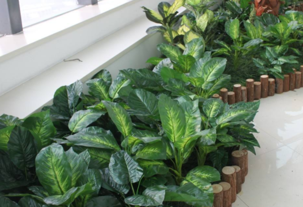 室內植物