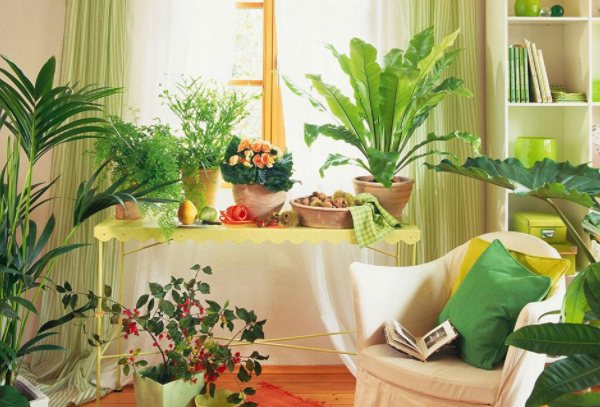 室內*養的植物排名
