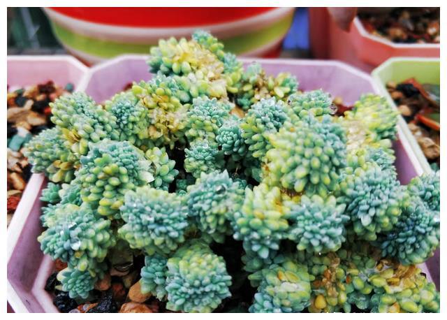 擺攤賣多肉植物_擺攤賣多肉經驗_擺攤賣多肉去什么地方好賣