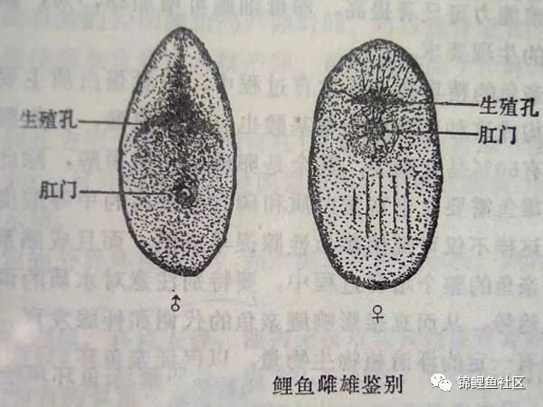 錦鯉魚繁殖
