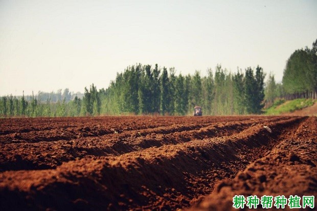 多肉正確的澆水方法，多肉澆水方法介紹