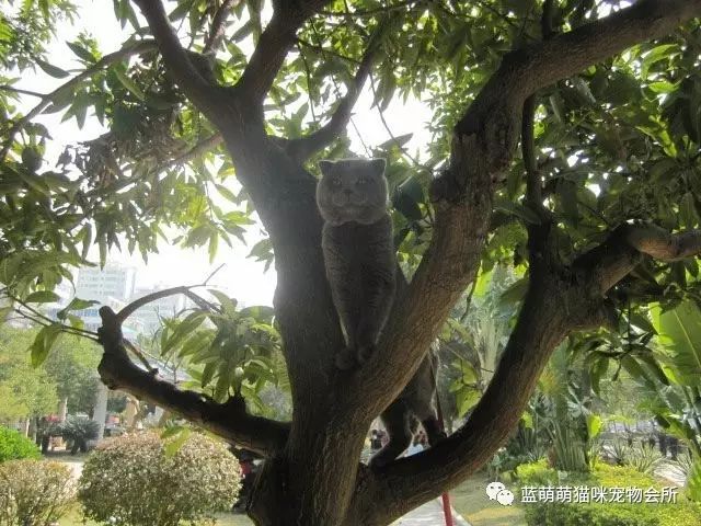 母貓的孕期，臨產癥狀和接生注意事項