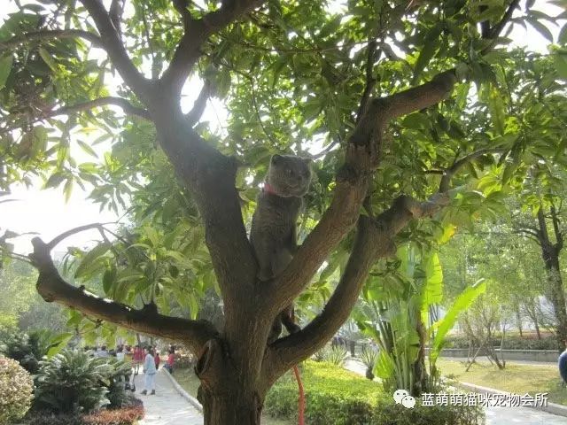懷孕后母貓的表現(xiàn)_母貓懷孕有什么癥狀_母貓懷孕有妊娠反應(yīng)嗎