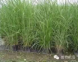 23種景觀常用觀賞草品種總結(jié)草本植物也很好看