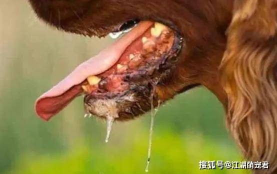 狗流口水是什么效應(yīng)_狗狗流口水是什么原因_狗流口水是不是中毒了