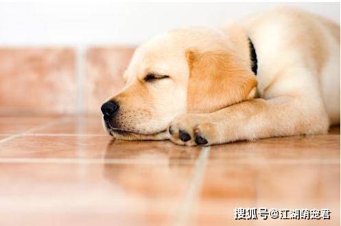 狗流口水是不是中毒了_狗流口水是什么效應(yīng)_狗狗流口水是什么原因