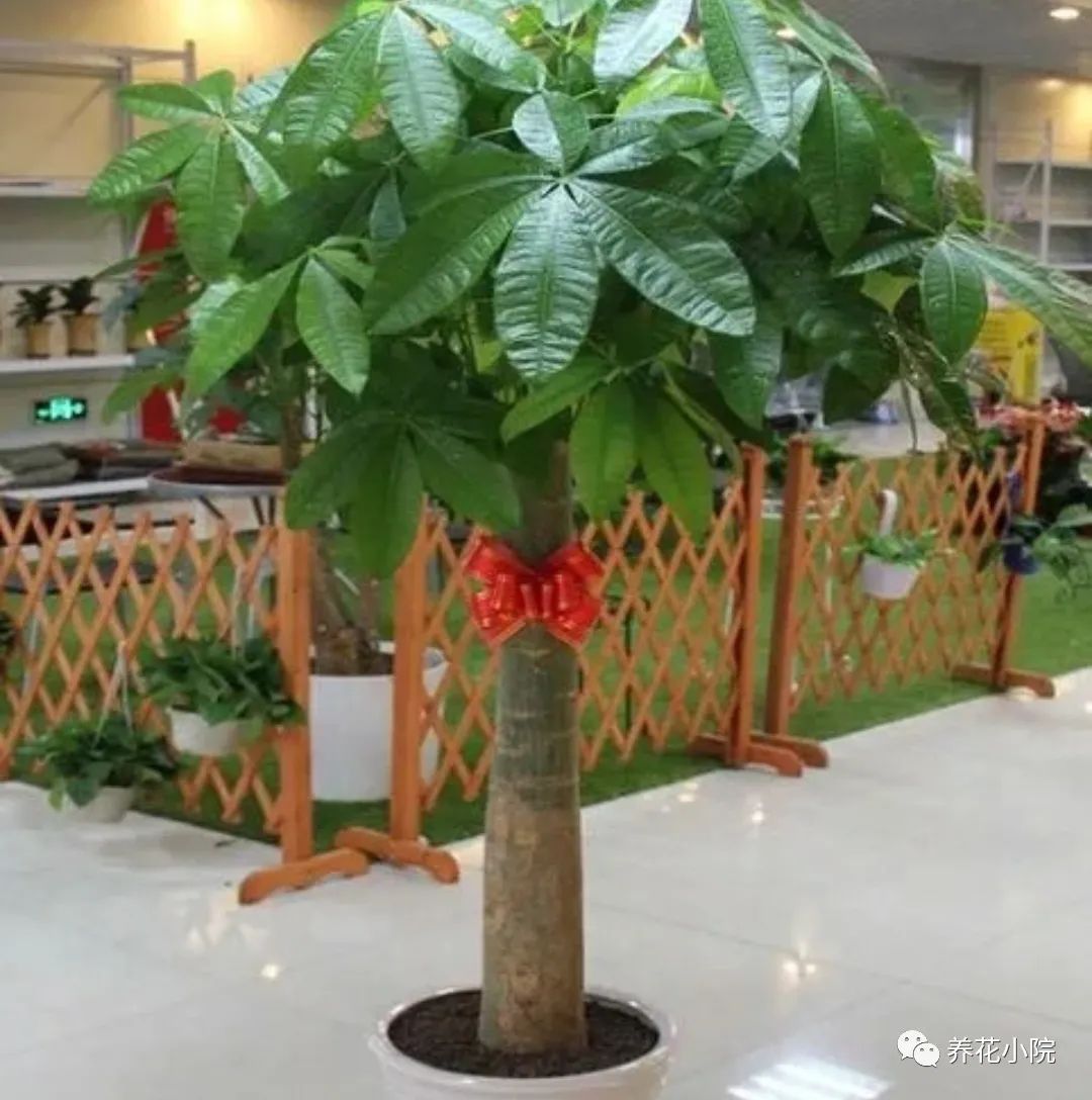 客廳養(yǎng)什么花好旺財(cái)又容易養(yǎng)_客廳養(yǎng)什么旺財(cái)_養(yǎng)客廳旺財(cái)容易花好養(yǎng)嗎