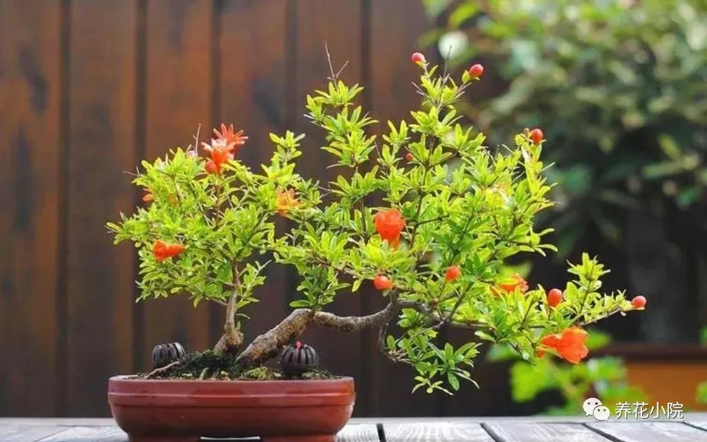 客廳養(yǎng)什么旺財(cái)_客廳養(yǎng)什么花好旺財(cái)又容易養(yǎng)_養(yǎng)客廳旺財(cái)容易花好養(yǎng)嗎