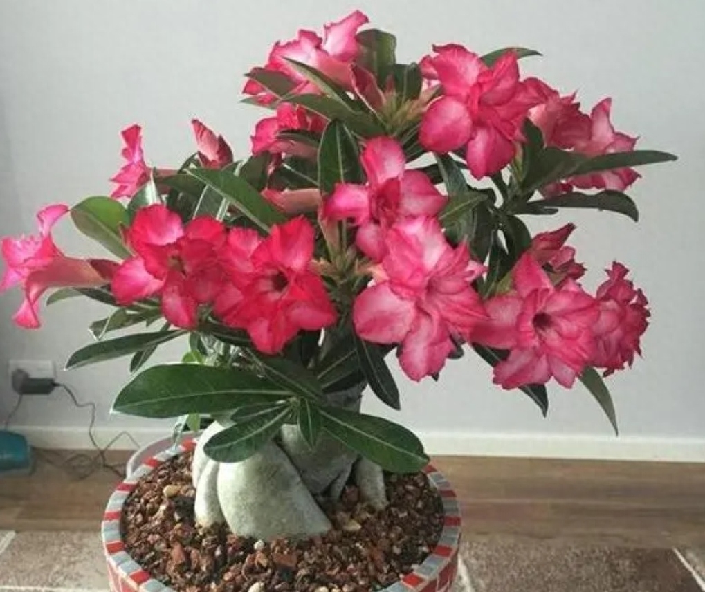 養(yǎng)不死的6種花，皮實(shí)好養(yǎng)，開(kāi)花漂亮，不會(huì)養(yǎng)花也能爆盆