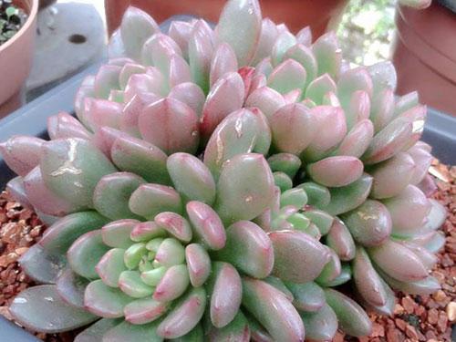 多肉幾點開花_開花多肉植物圖和花名_開花多肉品種大全