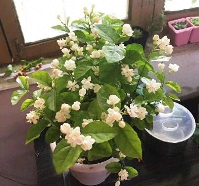 7種漂亮花，自帶“體香”，陽臺(tái)養(yǎng)一盆，家里就像噴香水
