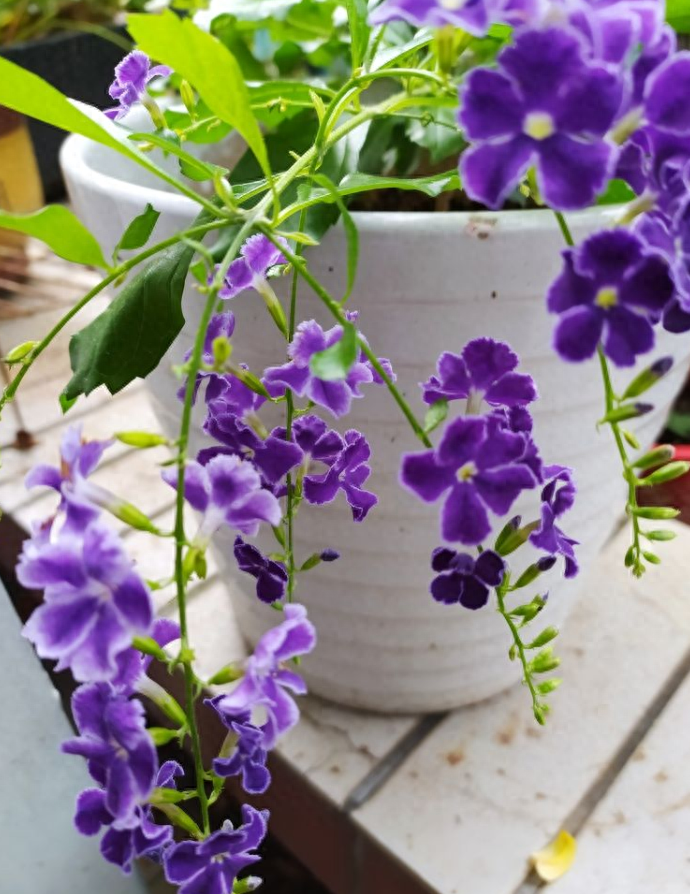 家里養(yǎng)什么花好_養(yǎng)花家里有小黑飛怎么辦_養(yǎng)花家里會有蟲子嗎