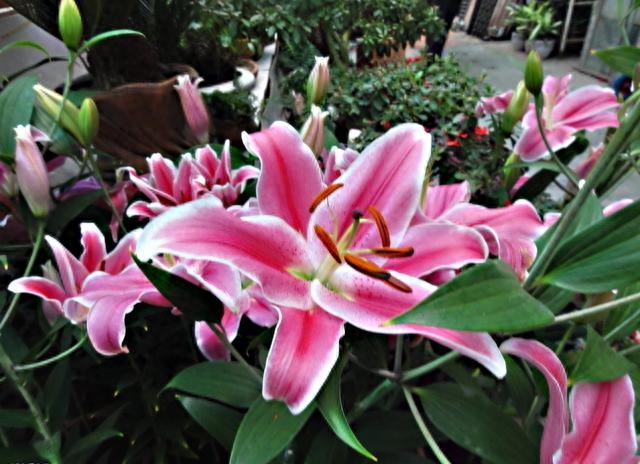 養(yǎng)花家里有小黑飛怎么辦_家里養(yǎng)什么花好_養(yǎng)花家里會有蟲子嗎
