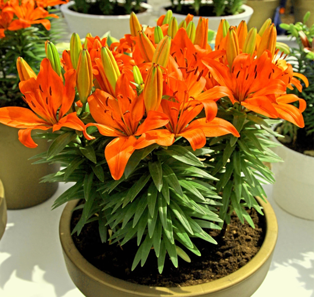 養(yǎng)花家里會有蟲子嗎_家里養(yǎng)什么花好_養(yǎng)花家里有小黑飛怎么辦