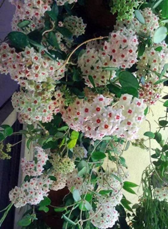 家里養(yǎng)什么花好_養(yǎng)花家里會有蟲子嗎_養(yǎng)花家里有小黑飛怎么辦