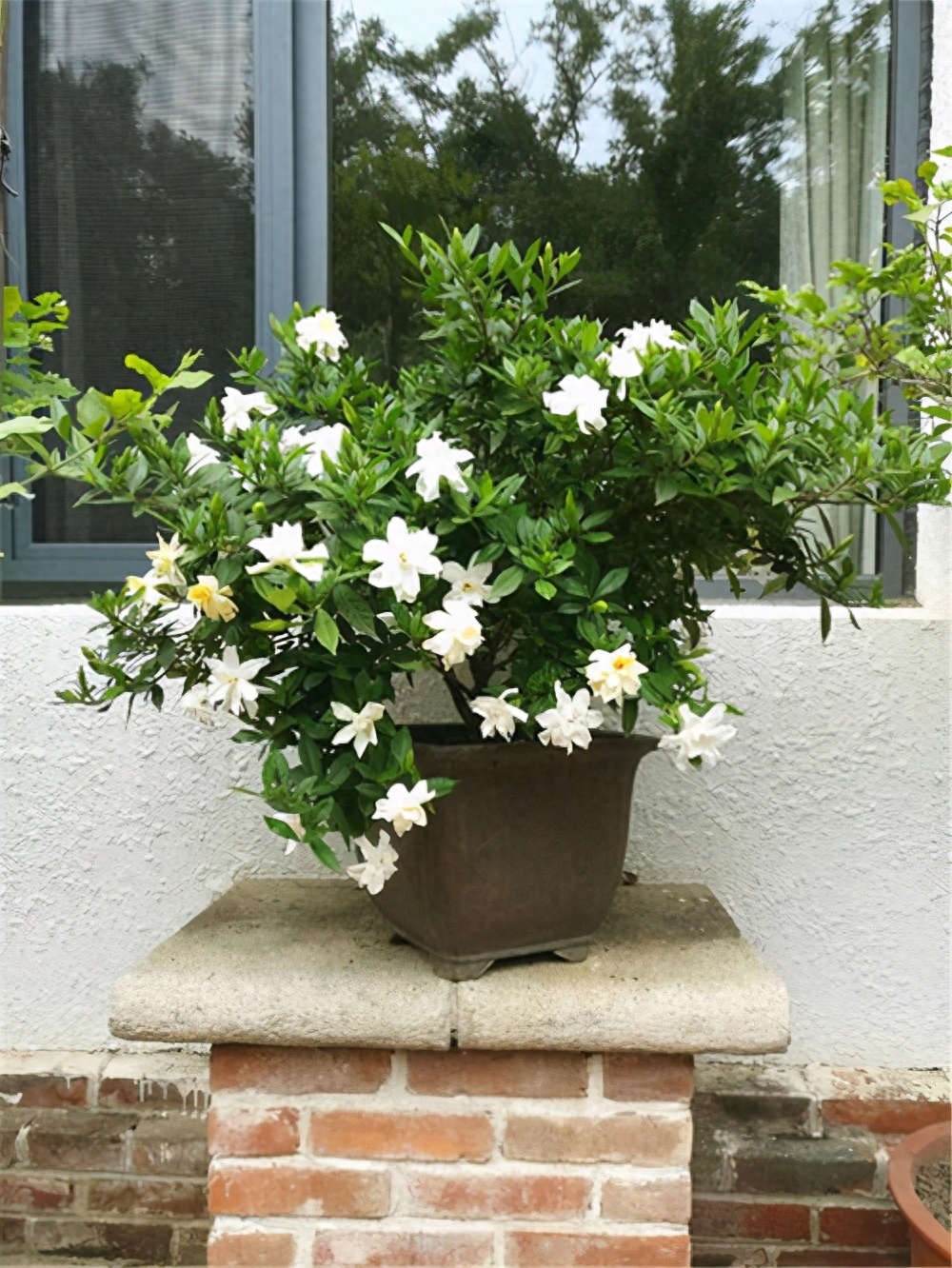 養(yǎng)花家里有小黑飛怎么辦_家里養(yǎng)什么花好_養(yǎng)花家里會有蟲子嗎