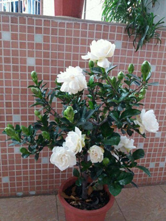 養(yǎng)花家里會有蟲子嗎_養(yǎng)花家里有小黑飛怎么辦_家里養(yǎng)什么花好
