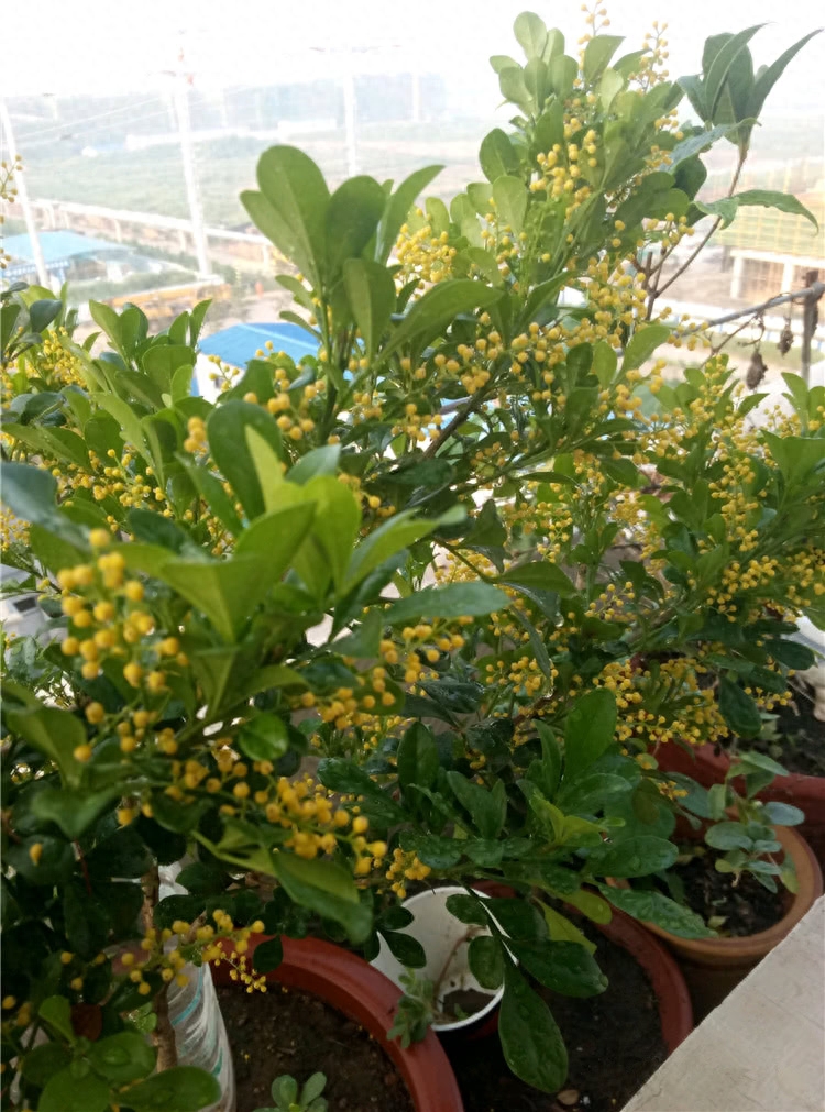 養(yǎng)花家里有小黑飛怎么辦_養(yǎng)花家里會有蟲子嗎_家里養(yǎng)什么花好