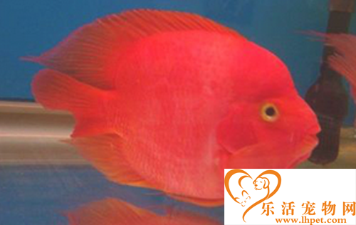 觀賞魚價格  種類不同觀賞魚價值差很多