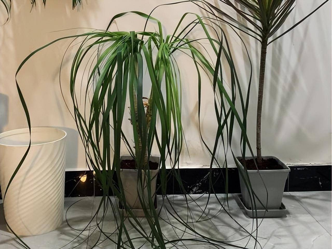 玉樹開花有什么喜事_玉樹開花有何寓意和兆頭_玉樹開花寓意
