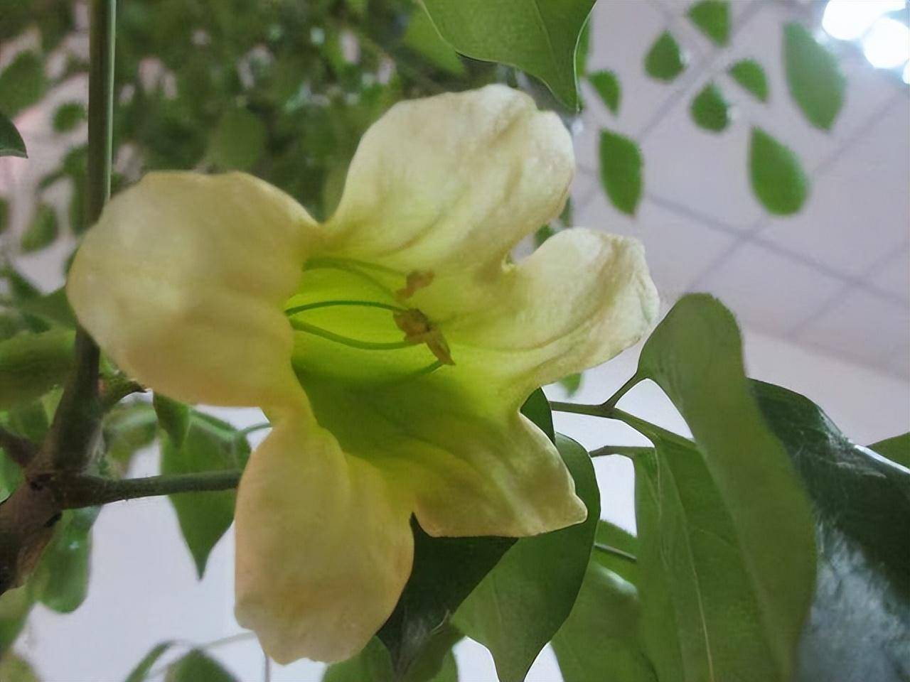 玉樹開花有什么喜事_玉樹開花寓意_玉樹開花有何寓意和兆頭