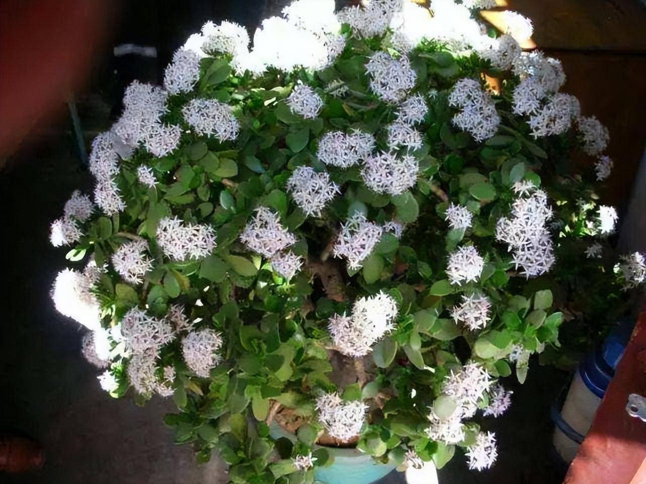 玉樹開花寓意_玉樹開花有什么喜事_玉樹開花有何寓意和兆頭