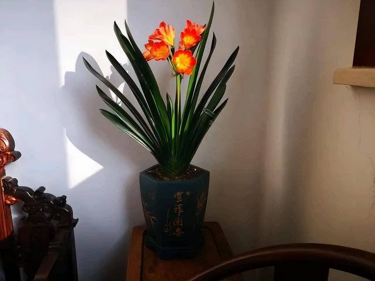 玉樹開花有什么喜事_玉樹開花寓意_玉樹開花有何寓意和兆頭