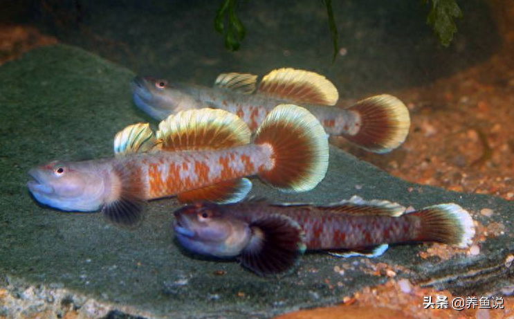 哪種觀賞魚簡單好養又好看？試試這原生魚觀賞魚，飼養經驗都在這