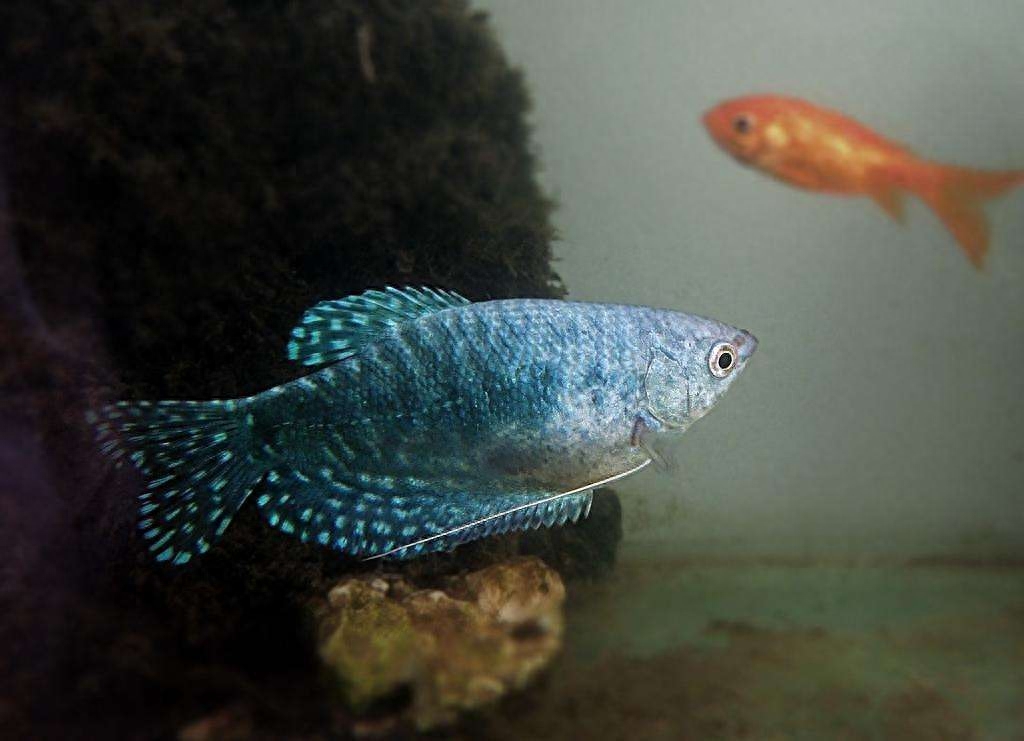觀賞魚養什么魚好_觀賞魚好養活嗎_養觀賞魚好處