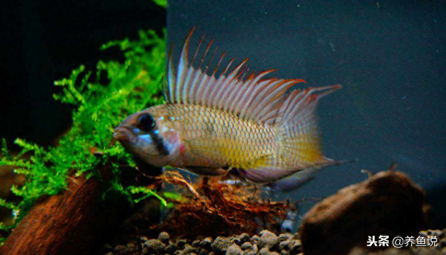 觀賞魚養(yǎng)什么魚好_觀賞魚好養(yǎng)活嗎_養(yǎng)觀賞魚好養(yǎng)嗎