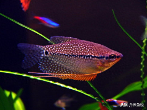 觀賞魚養(yǎng)什么魚好_觀賞魚好養(yǎng)活嗎_養(yǎng)觀賞魚好養(yǎng)嗎
