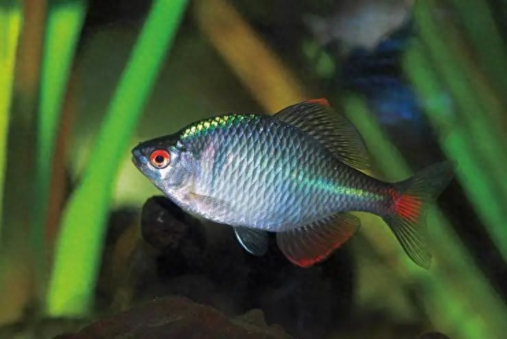 真想養魚不死魚？多年的親自實踐，只有這幾種觀賞魚可以做到