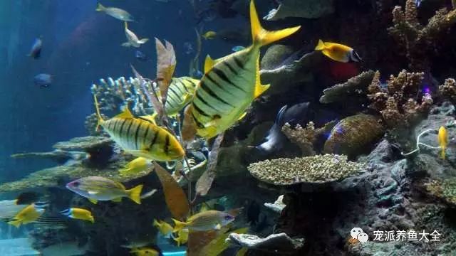 怎樣養熱帶魚觀賞魚_家養熱帶觀賞魚_養熱帶觀賞魚入門
