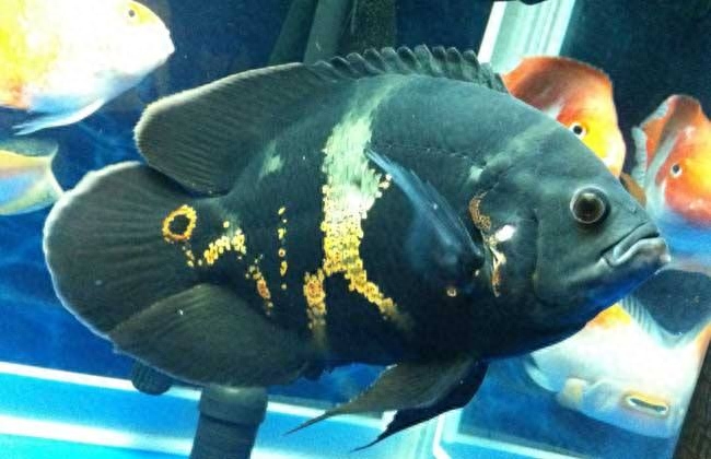 什么觀賞魚壽命長好養(yǎng)耐活_壽命長好養(yǎng)的觀賞魚_觀賞壽命耐養(yǎng)活魚長得快嗎