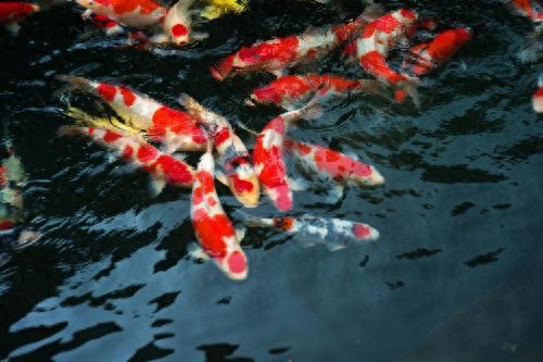 壽命長好養(yǎng)的觀賞魚_什么觀賞魚壽命長好養(yǎng)耐活_觀賞壽命耐養(yǎng)活魚長得快嗎