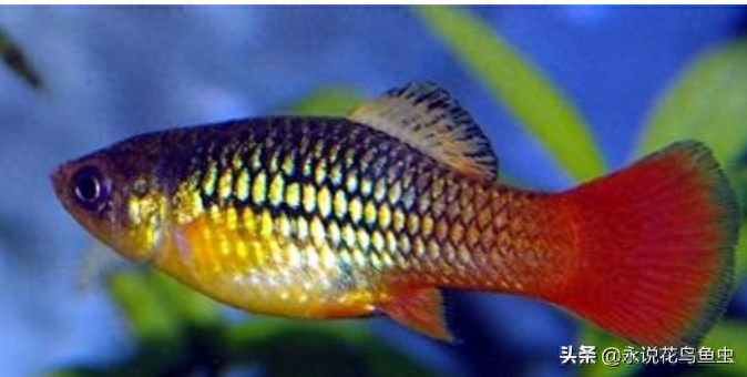 十種養不死的熱帶魚：適合新手養的熱帶魚觀賞魚