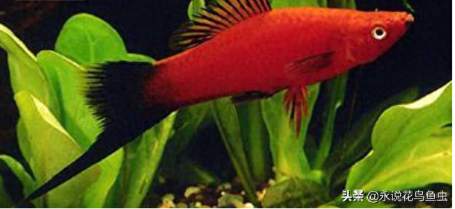 壽命長好養的觀賞魚_觀賞壽命耐養活魚長得快嗎_什么觀賞魚壽命長好養耐活