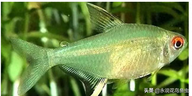 什么觀賞魚壽命長好養耐活_壽命長好養的觀賞魚_觀賞壽命耐養活魚長得快嗎