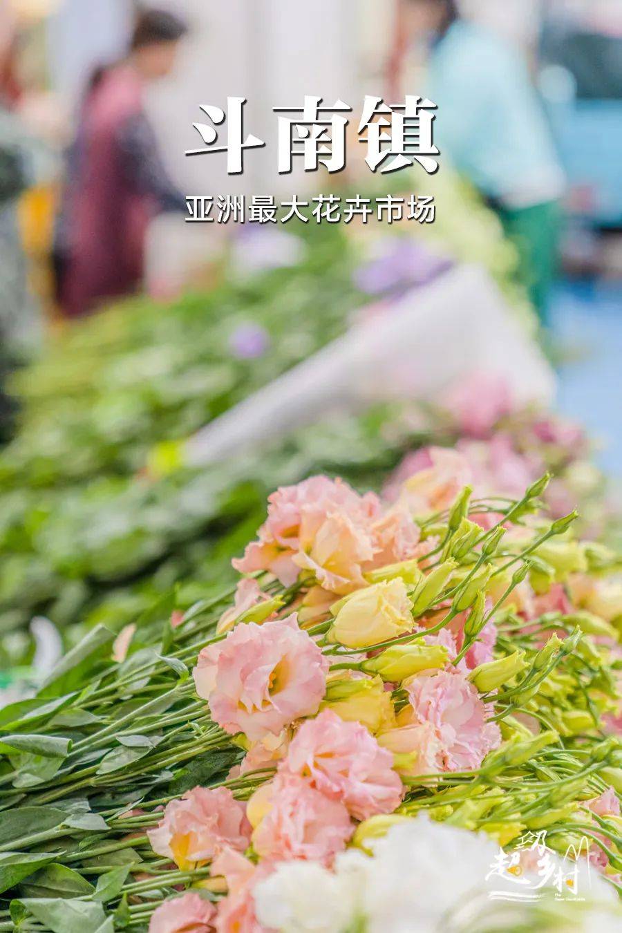 一年買賣百億鮮花，斗南離世界第一還有多遠？