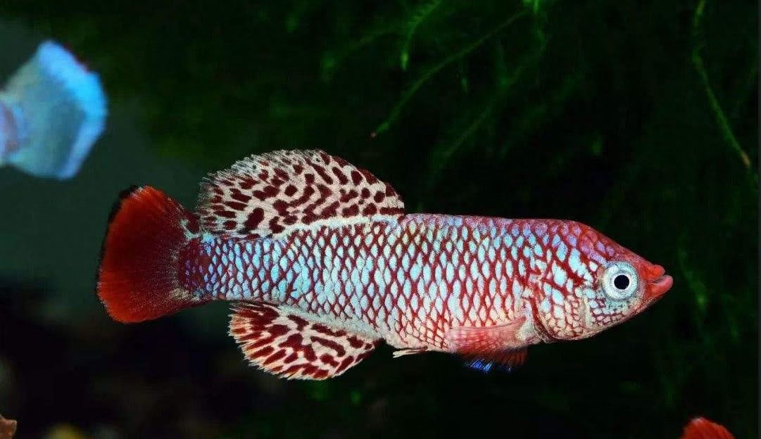 什么觀賞魚壽命長好養耐活_觀賞壽命耐養活魚長得快嗎_壽命長好養的觀賞魚