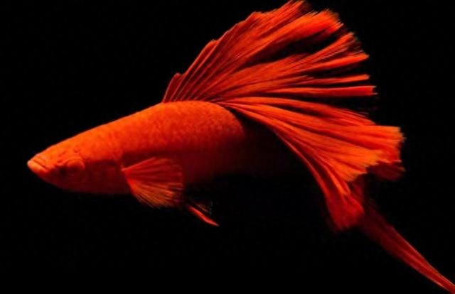 壽命長好養的觀賞魚_什么觀賞魚壽命長好養耐活_觀賞壽命耐養活魚長得快嗎
