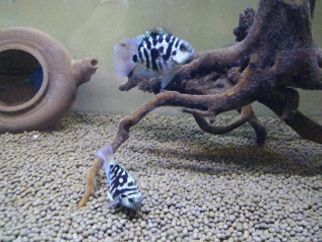 壽命長好養的觀賞魚_什么觀賞魚壽命長好養耐活_觀賞壽命耐養活魚長得快嗎