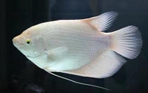 觀賞壽命耐養活魚長得快嗎_壽命長好養的觀賞魚_什么觀賞魚壽命長好養耐活
